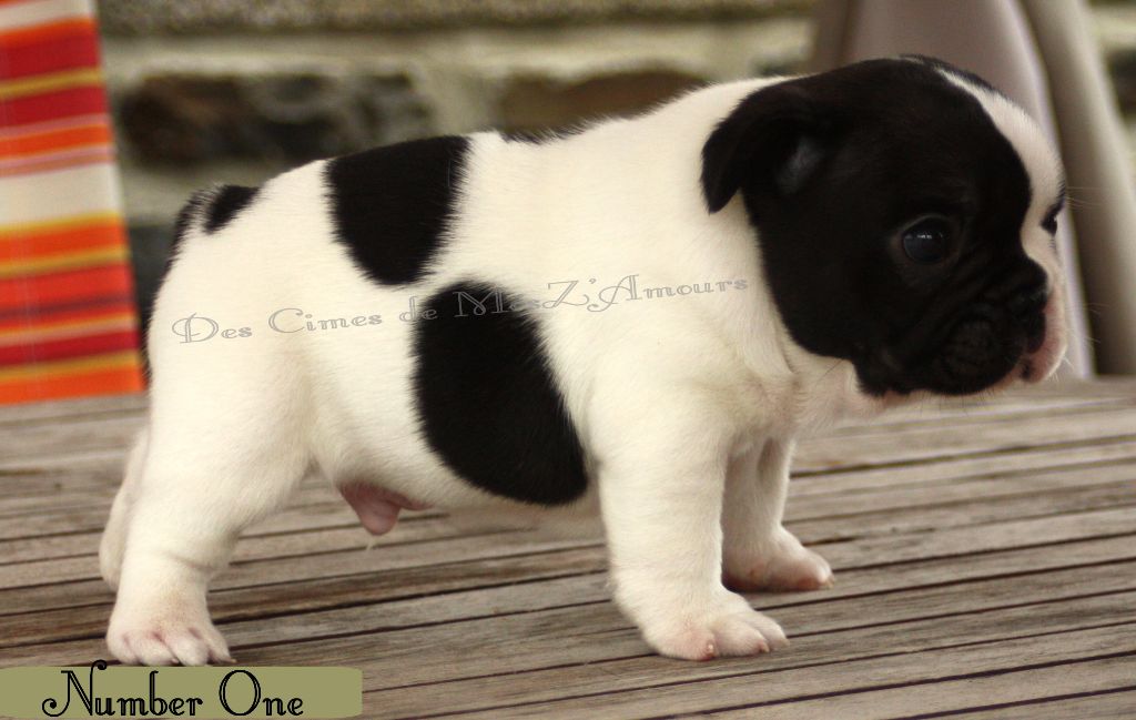 CHIOT